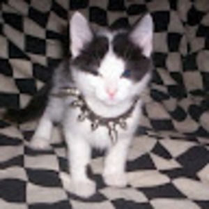 Meet your Posher, Ian